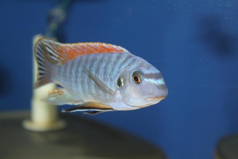 Labeotropheus fuelleborni 'Makanjila Point'